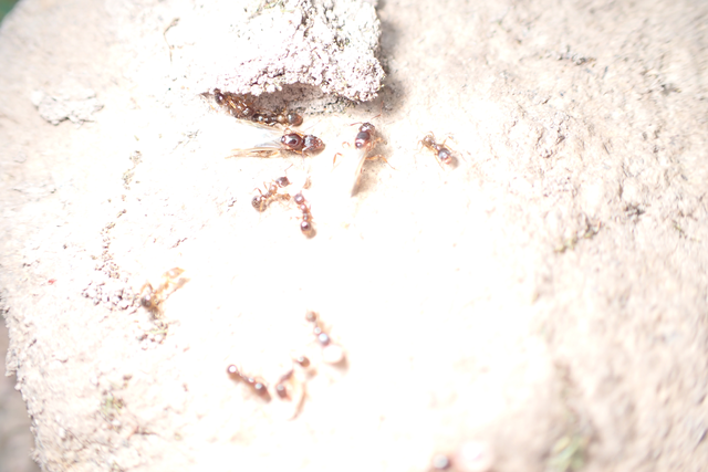 Aphaenogaster subterranea - vörös karcsúhangya