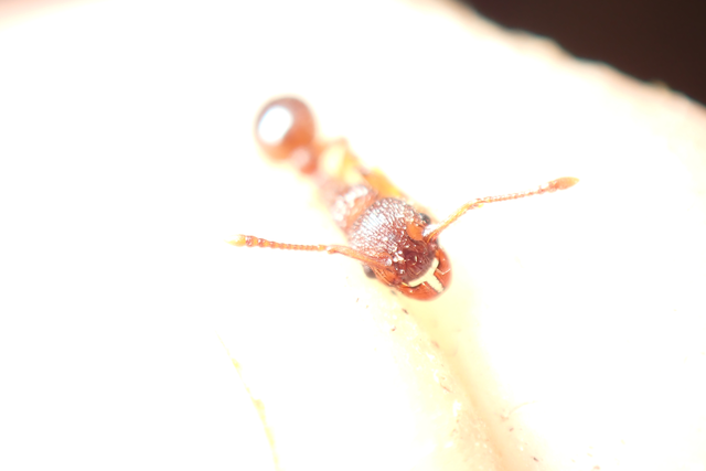 Myrmica sabuleti - gyakori bütyköshangya
