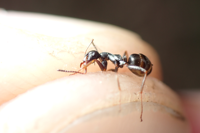 Formica fusca - kormos rabszolgahangya