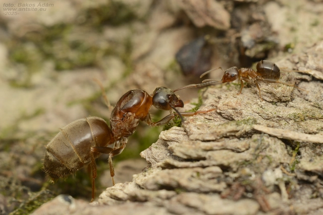 Lasius brunneus - rozsdáshátú feketehangya