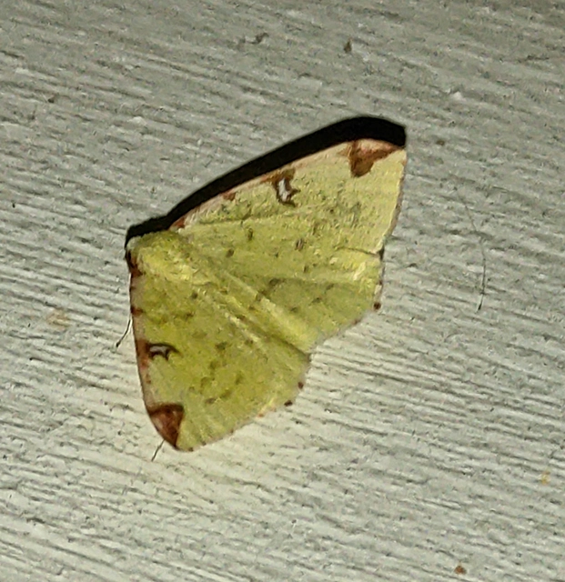 Opisthograptis luteolata - citromsárga araszoló