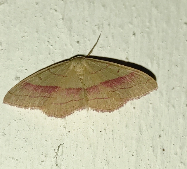 Rhodostrophia vibicaria - pirosszélű araszoló