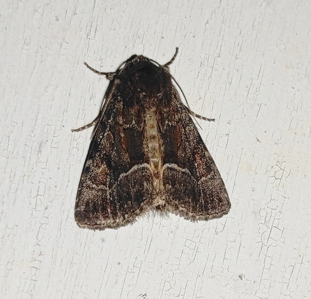 Thalpophila matura - fakó erdeibagoly