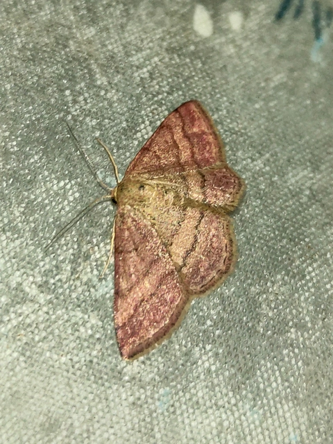 Scopula rubiginata - réti pirosaraszoló