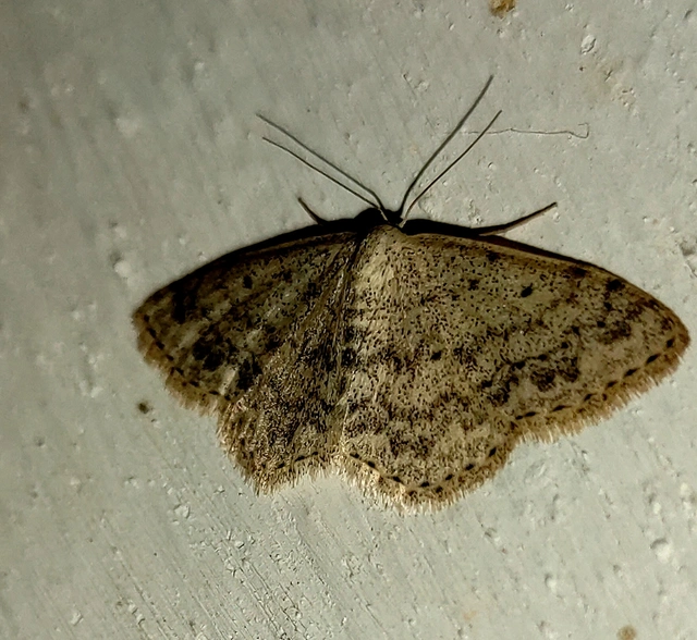 Scopula marginepunctata - pettyes sávosaraszoló