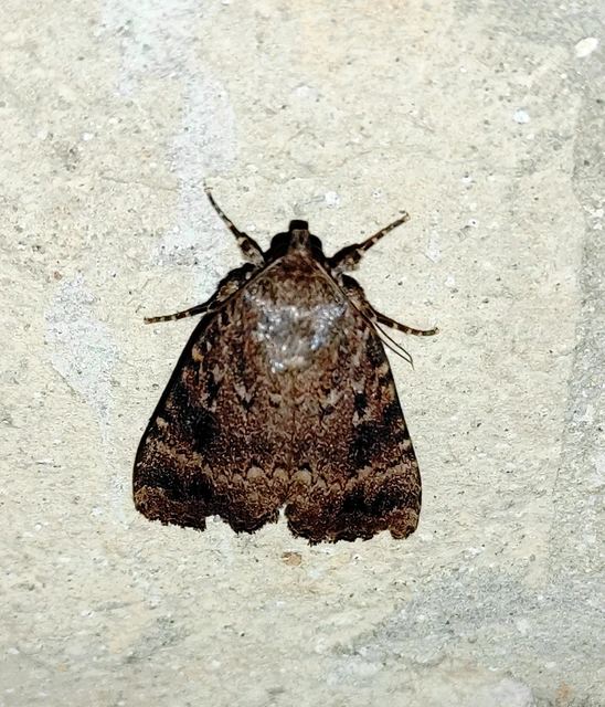 Amphipyra pyramidea - fahéjszínű bagoly