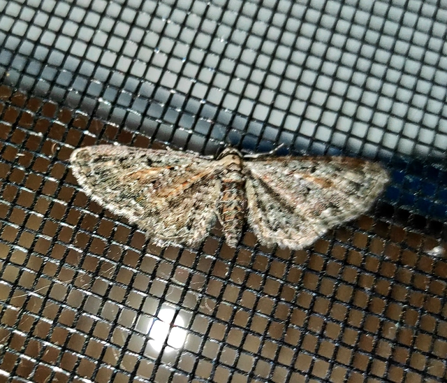 Eupithecia icterata - rozsdafoltos törpearaszoló
