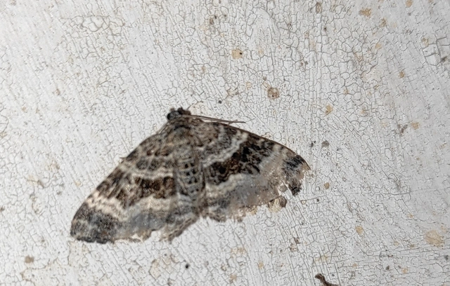 Epirrhoe alternata - galaj-tarkaaraszoló