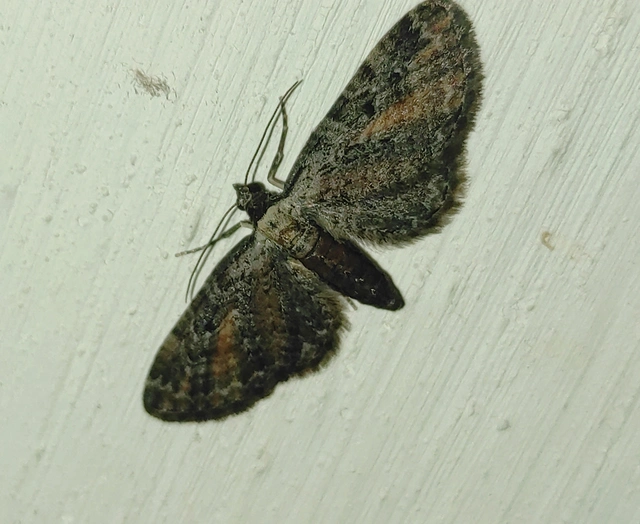 Eupithecia icterata - rozsdafoltos törpearaszoló