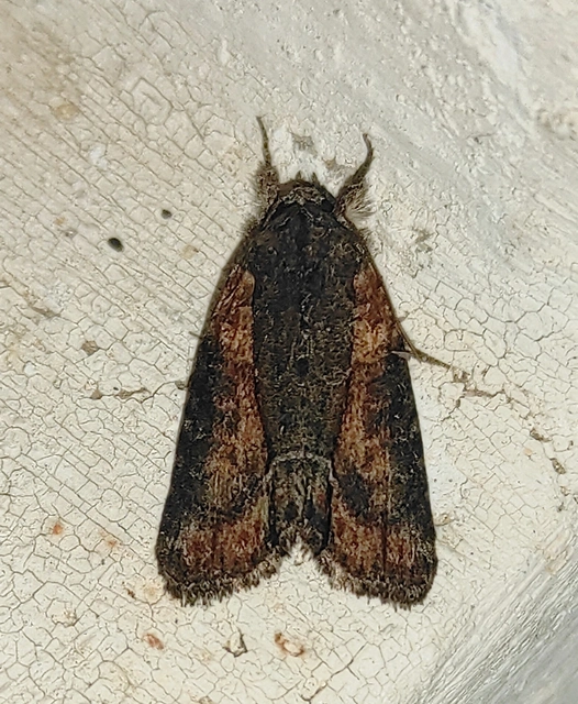 Bryophila raptricula/felina