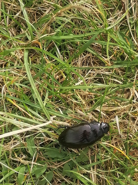 Hydrophilus