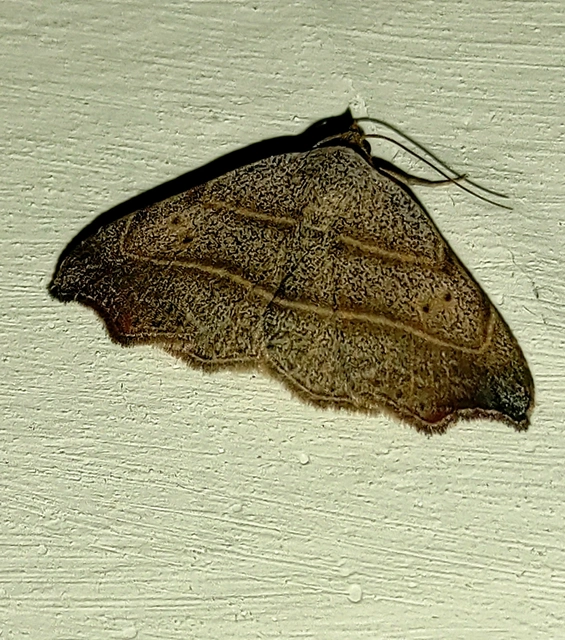 Laspeyria flexula - zuzmóbagoly