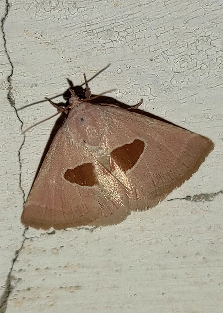 Calymma communimacula - pajzstetűfaló bagoly