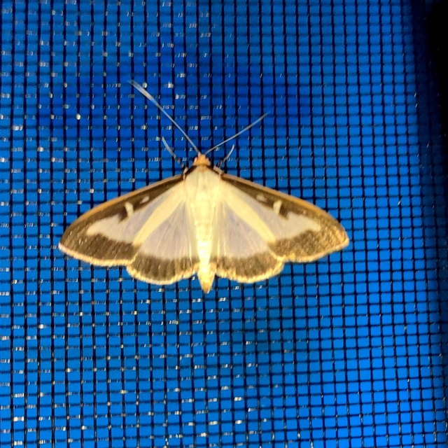 Cydalima perspectalis - puszpáng-tűzmoly