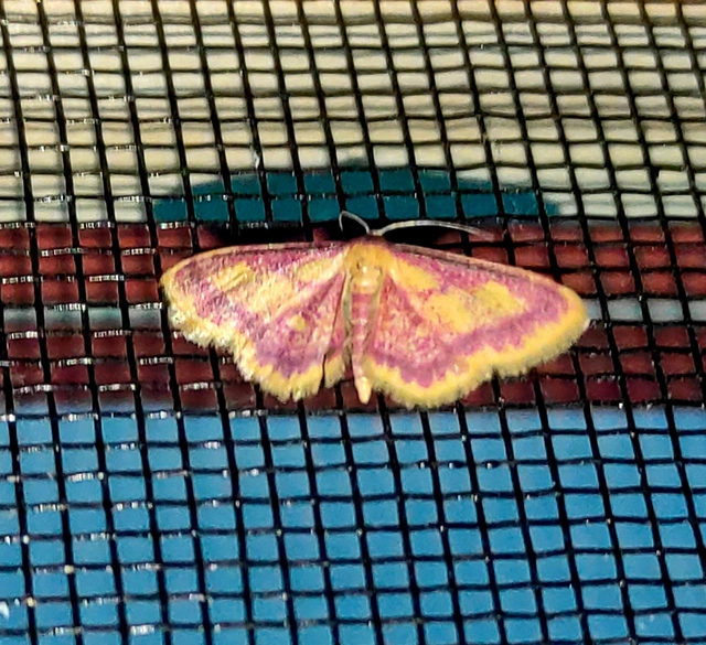 Idaea muricata - mocsári pirosaraszoló