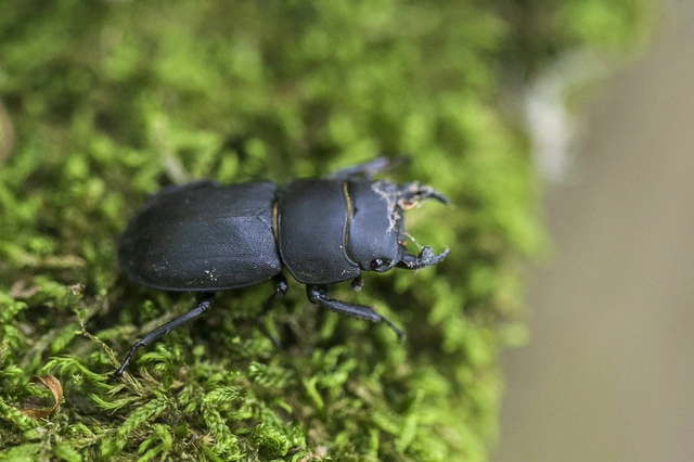 Dorcus parallelipipedus - kis szarvasbogár