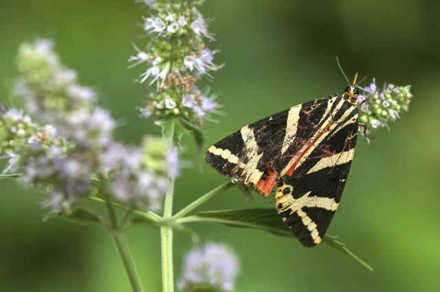 Euplagia quadripunctaria - csíkos medvelepke