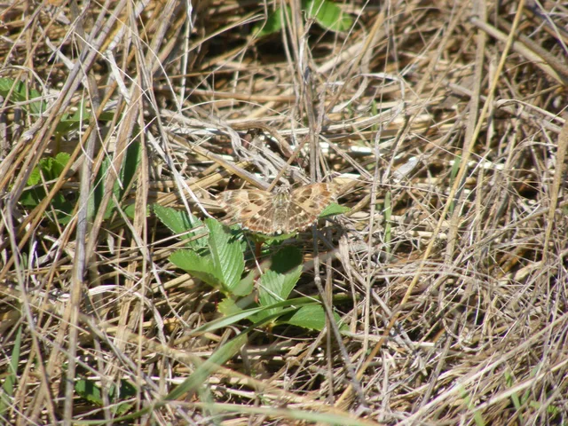 Carcharodus alceae - mályva-busalepke