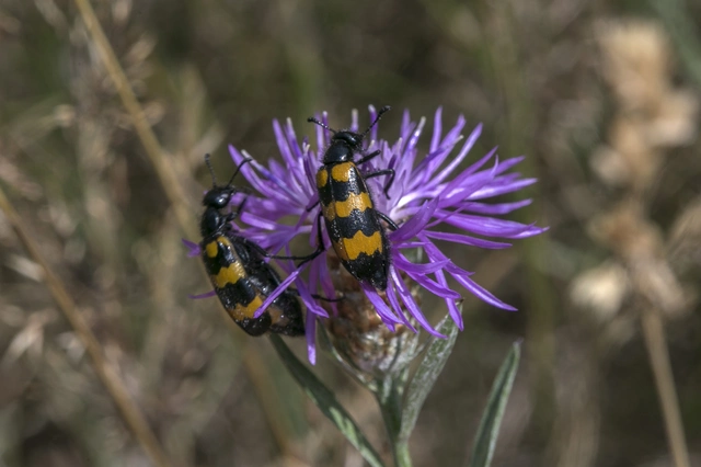 Mylabris variabilis - szalagos hólyaghúzó Mylabris variabilis - szalagos hólyaghúzó