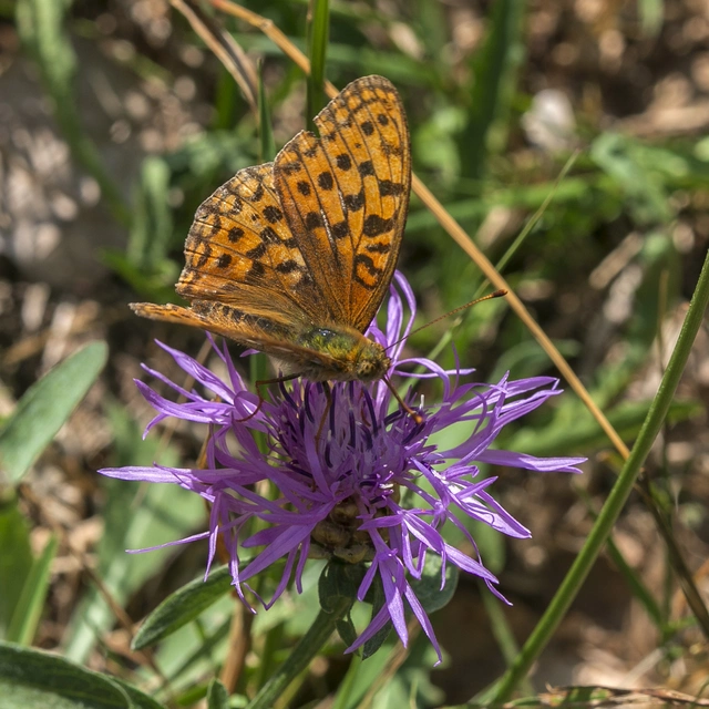 Argynnis adippe - ezüstös gyöngyházlepke