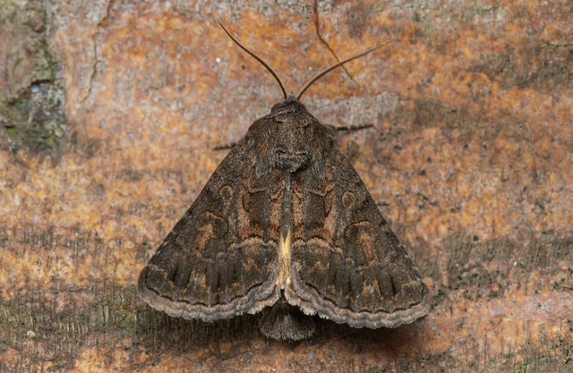 Thalpophila matura - fakó erdeibagoly