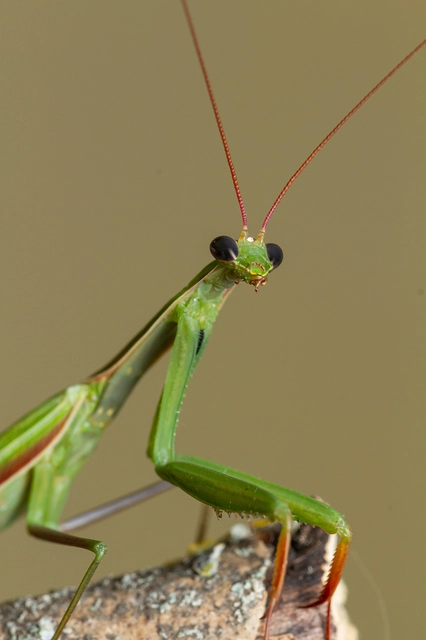 Mantis religiosa - imádkozósáska