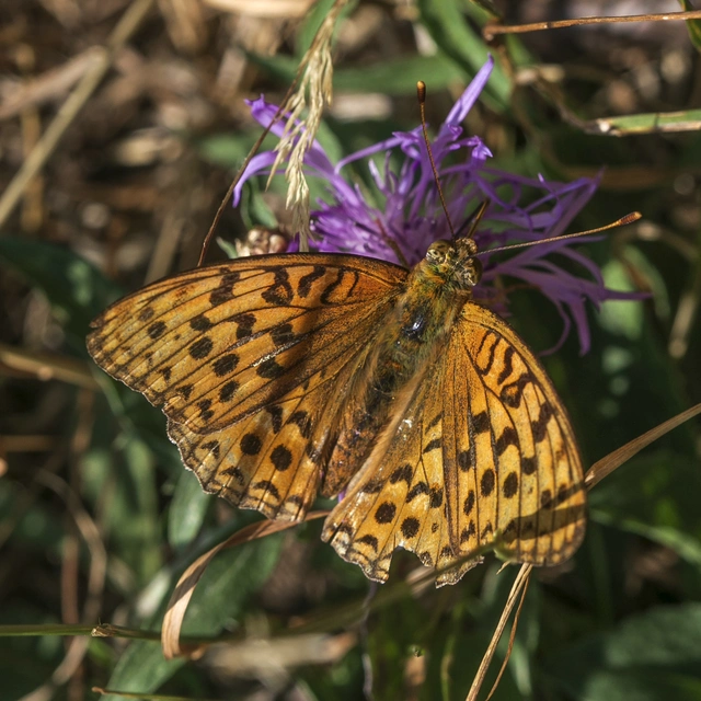 Argynnis adippe - ezüstös gyöngyházlepke