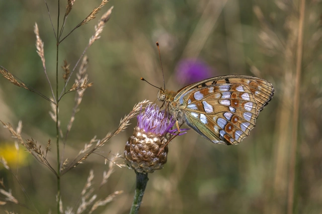 Argynnis adippe - ezüstös gyöngyházlepke