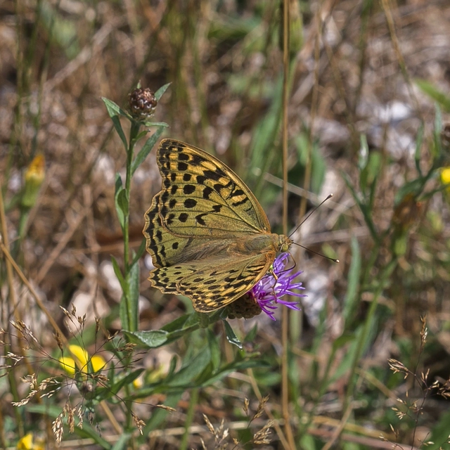 Argynnis pandora - zöldes gyöngyházlepke