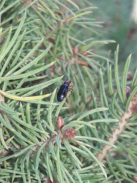 Oulema melanopus/duftschmidi