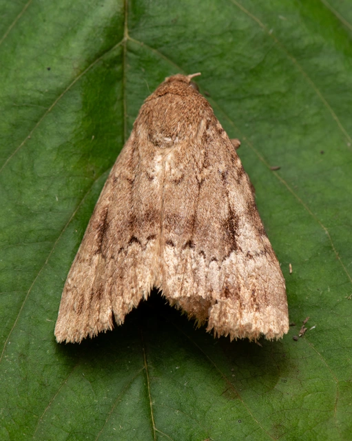 Amphipyra berbera/pyramidea