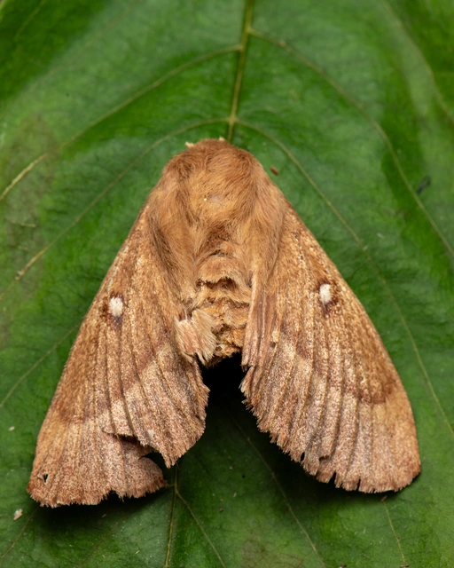 Lasiocampa trifolii - lóhereszövő