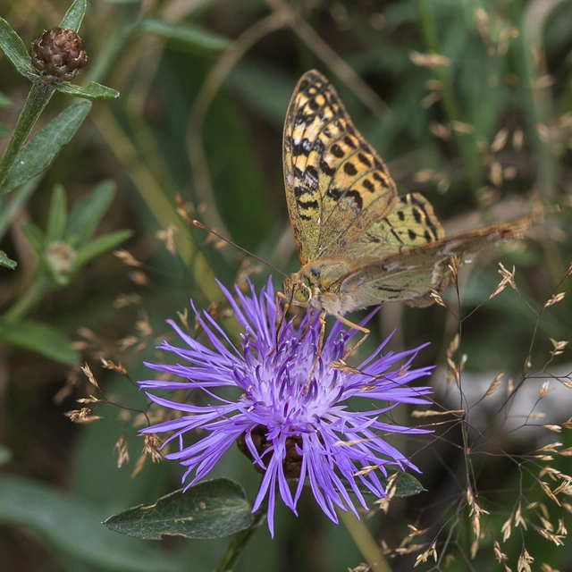 Argynnis pandora - zöldes gyöngyházlepke