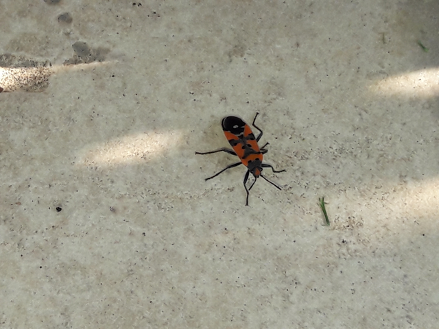 Lygaeus equestris/simulans
