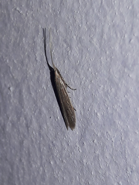 Coleophora