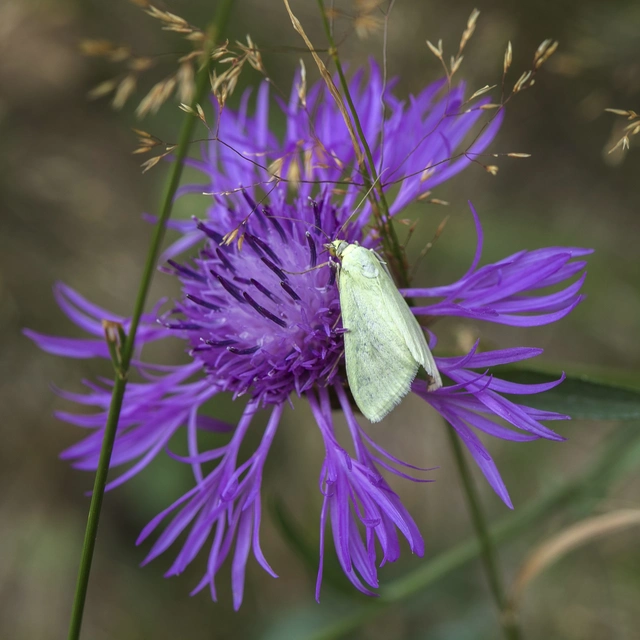 Sitochroa palealis - kénszárnyú dudvamoly