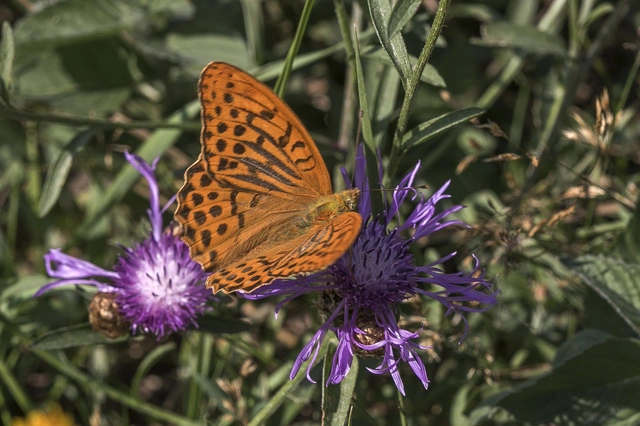 Argynnis paphia - nagy gyöngyházlepke