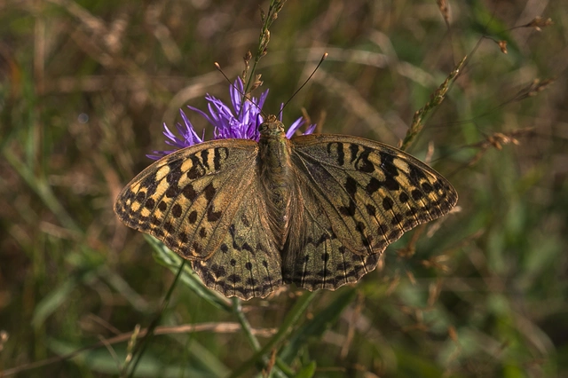 Argynnis pandora - zöldes gyöngyházlepke