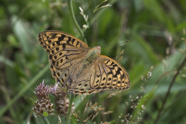 Argynnis pandora - zöldes gyöngyházlepke