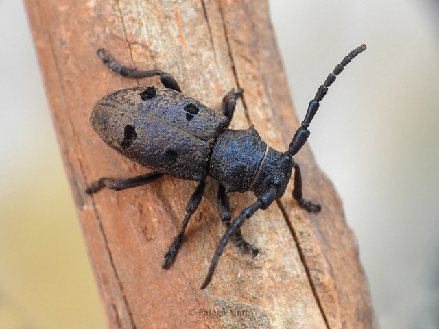 Herophila tristis - selymes alkonycincér