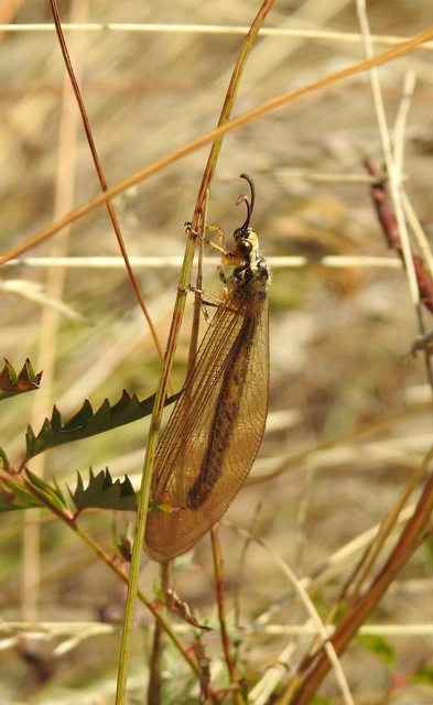 Myrmecaelurus trigrammus - hangyafarkas