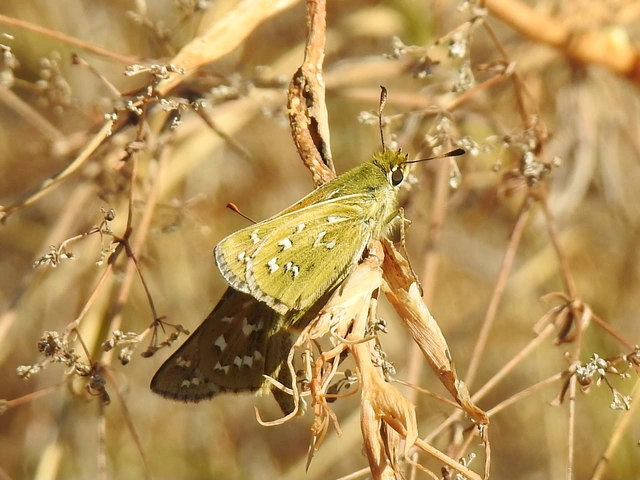 Hesperia comma - vesszős busalepke