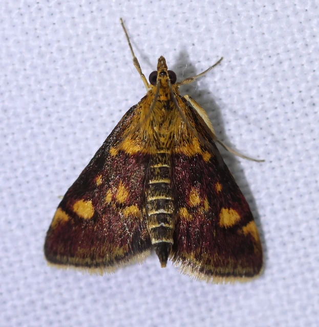 Pyrausta aurata - aranyló bíbormoly