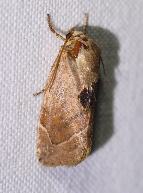 Cosmia affinis - barna lombbagoly