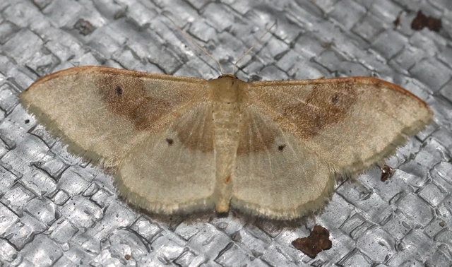 Idaea degeneraria - barnasávos araszoló