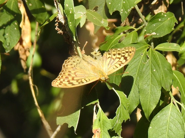 Argynnis pandora - zöldes gyöngyházlepke