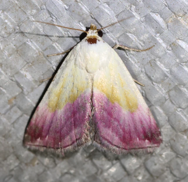 Eublemma purpurina - bíboros törpebagoly
