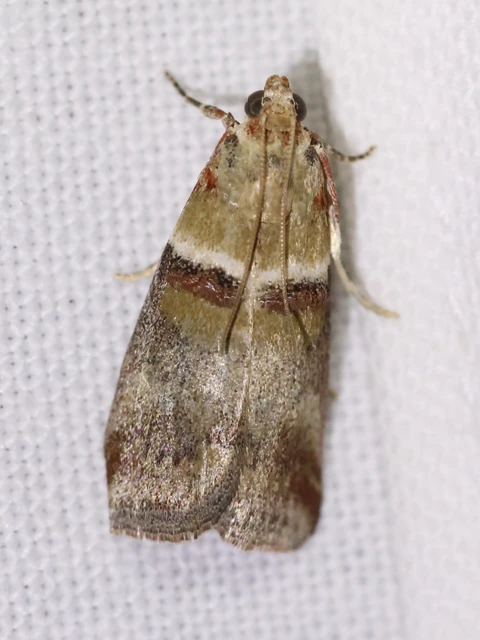 Acrobasis tumidana - bordás karcsúmoly