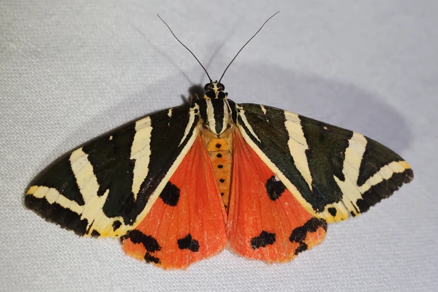 Euplagia quadripunctaria - csíkos medvelepke