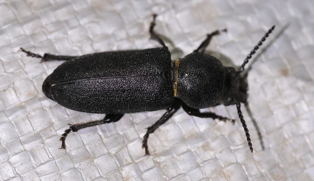 Spondylis buprestoides - erdei félcincér